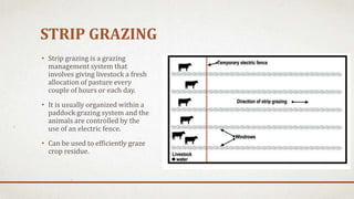 STRIP GRAZING
• Strip grazing is a grazing
management system that
involves giving livestock a fresh
allocation of pasture every
couple of hours or each day.
• It is usually organized within a
paddock grazing system and the
animals are controlled by the
use of an electric fence.
• Can be used to efficiently graze
crop residue.
 