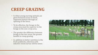 CREEP GRAZING
• Is when young nursing animals are
given forward access to fresh,
ungrazed pasture through an
opening in the fence.
• To be effective, the forage in the
creep area must be superior to the
forage in the non-creep area.
• The greater the difference between
forage in the two areas, the greater
benefit to creep grazing.
• In addition to better nutrition in the
fresh paddocks, infection with
infective worm larvae will be lower.
 