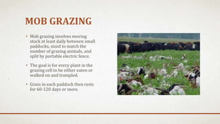 MOB GRAZING
• Mob grazing involves moving
stock at least daily between small
paddocks, sized to match the
number of grazing animals, and
split by portable electric fence.
• The goal is for every plant in the
grazing cell to be either eaten or
walked on and trampled.
• Grass in each paddock then rests
for 60-120 days or more.
 