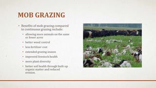 MOB GRAZING
• Benefits of mob grazing compared
to continuous grazing include:
• allowing more animals on the same
or fewer acres
• better weed control
• less fertilizer cost
• extended grazing season
• improved livestock health
• more plant diversity
• better soil health through built-up
organic matter and reduced
erosion.
 