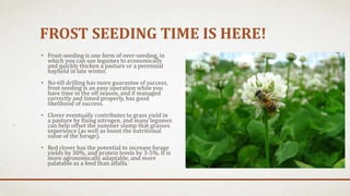 FROST SEEDING TIME IS HERE!
• Frost-seeding is one form of over-seeding, in
which you can use legumes to economically
and quickly thicken a pasture or a perennial
hayfield in late winter.
• No-till drilling has more guarantee of success,
frost seeding is an easy operation while you
have time in the off season, and if managed
correctly and timed properly, has good
likelihood of success.
• Clover eventually contributes to grass yield in
a pasture by fixing nitrogen, and many legumes
can help offset the summer slump that grasses
experience (as well as boost the nutritional
value of the forage).
• Red clover has the potential to increase forage
yields by 30%, and protein levels by 3-5%. It is
more agronomically adaptable, and more
palatable as a feed than alfalfa.
 