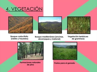 4. VEGETACIÓN




 Bosque caducifolio      Bosque mediterráneo (encinas,   Vegetación herbácea
 (robles y hayedos)         alcornoques y matorral)         de gramíneas




          Formaciones naturales             Pastos para el ganado
                de pino
 