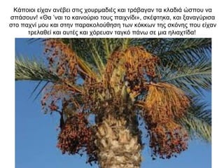 Κάποιοι είχαν ανέβει στις χουρμαδιές και τράβαγαν τα κλαδιά ώσπου να
σπάσουν! «Θα ’ναι το καινούριο τους παιχνίδι», σκέφτηκα, και ξαναγύρισα
στο παχνί μου και στην παρακολούθηση των κόκκων της σκόνης που είχαν
τρελαθεί και αυτές και χόρευαν ταγκό πάνω σε μια ηλιαχτίδα!
 