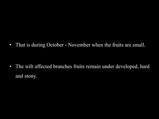 • That is during October - November when the fruits are small.
• The wilt affected branches fruits remain under developed, hard
and stony.
 