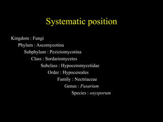 Systematic position
Kingdom : Fungi
Phylum : Ascomycotina
Subphylum : Peziziomycotina
Class : Sordariomycetes
Subclass : Hypoceromycetidae
Order : Hypocereales
Family : Nectriaceae
Genus : Fusarium
Species : oxysporum
 