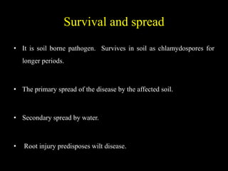Survival and spread
• It is soil borne pathogen. Survives in soil as chlamydospores for
longer periods.
• The primary spread of the disease by the affected soil.
• Secondary spread by water.
• Root injury predisposes wilt disease.
 