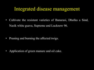 Integrated disease management
• Cultivate the resistant varieties of Banarasi, Dholka a Sind,
Nasik white guava, Supreme and Lucknow 96.
• Pruning and burning the affected twigs.
• Application of green manure and oil cake.
 