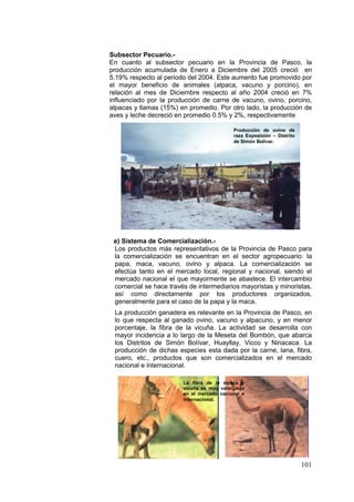 101
Subsector Pecuario.-
En cuanto al subsector pecuario en la Provincia de Pasco, la
producción acumulada de Enero a Diciembre del 2005 creció en
5.19% respecto al periodo del 2004. Este aumento fue promovido por
el mayor beneficio de animales (alpaca, vacuno y porcino), en
relación al mes de Diciembre respecto al año 2004 creció en 7%
influenciado por la producción de carne de vacuno, ovino, porcino,
alpacas y llamas (15%) en promedio. Por otro lado, la producción de
aves y leche decreció en promedio 0.5% y 2%, respectivamente
e) Sistema de Comercialización.-
Los productos más representativos de la Provincia de Pasco para
la comercialización se encuentran en el sector agropecuario: la
papa, maca, vacuno, ovino y alpaca. La comercialización se
efectúa tanto en el mercado local, regional y nacional, siendo el
mercado nacional el que mayormente se abastece. El intercambio
comercial se hace través de intermediarios mayoristas y minoristas,
así como directamente por los productores organizados,
generalmente para el caso de la papa y la maca.
La producción ganadera es relevante en la Provincia de Pasco, en
lo que respecta al ganado ovino, vacuno y alpacuno, y en menor
porcentaje, la fibra de la vicuña. La actividad se desarrolla con
mayor incidencia a lo largo de la Meseta del Bombón, que abarca
los Distritos de Simón Bolívar, Huayllay, Vicco y Ninacaca. La
producción de dichas especies esta dada por la carne, lana, fibra,
cuero, etc., productos que son comercializados en el mercado
nacional e internacional.
Producción de ovino de
raza Exposición – Distrito
de Simón Bolívar.
La fibra de la alpaca y
vicuña es muy valorizado
en el mercado nacional e
internacional.
 