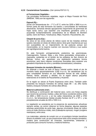 174
4.2.9 Características Forestales.- (Ver Lámina PAT-D-11)
a) Formaciones Vegetales.-
Las principales formaciones vegetales, según el Mapa Forestal del Perú
(INRENA, 1995) son las siguientes:
Pajonal (Pj).-
Zonas con temperaturas de – 1º C a 6º C, entre los 3200 a 3800 m.s.n.m,
forman parte de esta formación los tolares y comunidades de herbáceas
altoandinas, formando densas agrupaciones mayormente de gramíneas de
hojas duras (ichu), que soportan una importante ganadería ovina y
auquénida fundamentalmente característica de la Meseta de Bombón
(parte), Cerro de Pasco, Yanahuanca, Milpo, Huachón, Paucartambo, etc.
Césped de puna (Cp).-
Se ubica en las zonas planas de relieve suave de las mesetas andinas
(pastos naturales en áreas de relieve plano); tiene gran importancia por que
son susceptibles de un mejoramiento de las pasturas porque son
mecanizables, en la mayoría cuentan con recursos hídricos y sus suelos
son agrológicamente buenos.
En esta formación primigeniamente predomina las gramináceas,
Calamagrostris, Festuca, Stipa u otra. Estos gramadales conservados y
mejorados, existentes en el ámbito de los poblados de San Antonio de
Rancas, Uchuc, etc, garantizan una explotación ganadera bovina
económica, pero tiene mejores condiciones favorables para sostener una
ganadería importante de ovino y camélidos domesticados y silvestres.
Bosques húmedos de montaña (Bhnmo).-
Se extiende a través de todo el flanco oriental andino desde el pie de
montaña hasta aproximadamente 3,200 m.s.n.m. Se caracterizan por su
gran complejidad florística en sus diferentes formas de vida: epifitas,
hierbas, lianas, arbustos y árboles. En la región abarca pequeñas
extensiones en el distrito de Paucartambo y Huachón.
En la región se ubican el Puerto Esperanza entre otros. También están
presentes los bosques húmedos de colinas bajas Bh – cb, (Rìo Santa
Isabel) y bosques húmedos de colinas altas (Bhca).
Matorral subhúmedo (msh.-
Se distribuye a continuación del matorral seco, como una franja angosta
que recorre las porciones medias y altas del franco occidental andino, entre
los 2900 y 3500 m.s.n.m. y en los valles interandinos de 2000 a 3700
m.s.m.n., las temperaturas medias anuales fluctúan de 9º c a 18º c y las
precipitaciones anuales de 220 a 1000 m.m.
La vegetación se caracteriza por la presencia de asociaciones arbustivas
siempre verdes, es común observar en forma dispersa, algunas especies
arbóreas peremnifolia de porte bajo, algunas circundando áreas de cultivo
como el molle (Schimus molle), tara (Caesalpinia spinoza), mogal (Junglans
neotrópica), entre otros.
Los matorrales, además de cumplir con un rol ecológico brindan beneficios
directo al poblador rural, ya que proporcionan leña como energía doméstica,
madera para construcción de viviendas, herramientas, artesanías y
productos para consumo humano y medicina folclórica.
 