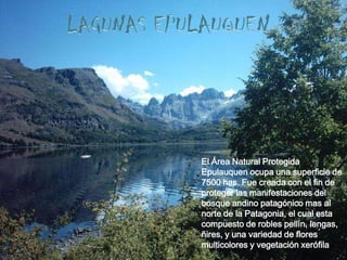 El Área Natural Protegida
Epulauquen ocupa una superficie de
7500 has. Fue creada con el fin de
proteger las manifestaciones del
bosque andino patagónico mas al
norte de la Patagonia, el cual esta
compuesto de robles pellín, lengas,
ñires, y una variedad de flores
multicolores y vegetación xerófila
 