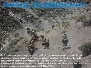 La Trashumancia es una centenaria tradición que consiste en el traslado de los
animales, ya sean caprinos, bovinos o equinos, desde las tierras bajas hacia la
cordillera en verano, estas tierras son llamadas VERANADAS.
Y durante el invierno se realiza el traslado desde la cordillera hacia las tierras mas
bajas, estos campos so n llamados INVERNADAS.
 