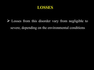 LOSSES
 Losses from this disorder vary from negligible to
severe, depending on the environmental conditions
 