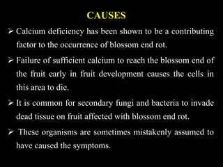 CAUSES
 Calcium deficiency has been shown to be a contributing
factor to the occurrence of blossom end rot.
 Failure of sufficient calcium to reach the blossom end of
the fruit early in fruit development causes the cells in
this area to die.
 It is common for secondary fungi and bacteria to invade
dead tissue on fruit affected with blossom end rot.
 These organisms are sometimes mistakenly assumed to
have caused the symptoms.
 