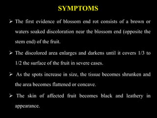 SYMPTOMS
 The first evidence of blossom end rot consists of a brown or
waters soaked discoloration near the blossom end (opposite the
stem end) of the fruit.
 The discolored area enlarges and darkens until it covers 1/3 to
1/2 the surface of the fruit in severe cases.
 As the spots increase in size, the tissue becomes shrunken and
the area becomes flattened or concave.
 The skin of affected fruit becomes black and leathery in
appearance.
 
