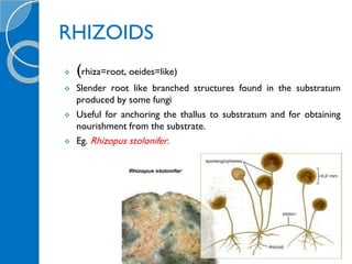 Rhizoid Roots GENERAL CHARACTERS OF FUNGI.pptx
