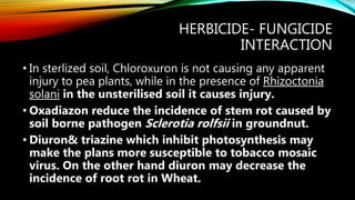 HERBICIDE- FUNGICIDE
INTERACTION
• In sterlized soil, Chloroxuron is not causing any apparent
injury to pea plants, while in the presence of Rhizoctonia
solani in the unsterilised soil it causes injury.
• Oxadiazon reduce the incidence of stem rot caused by
soil borne pathogen Sclerotia rolfsii in groundnut.
• Diuron& triazine which inhibit photosynthesis may
make the plans more susceptible to tobacco mosaic
virus. On the other hand diuron may decrease the
incidence of root rot in Wheat.
 