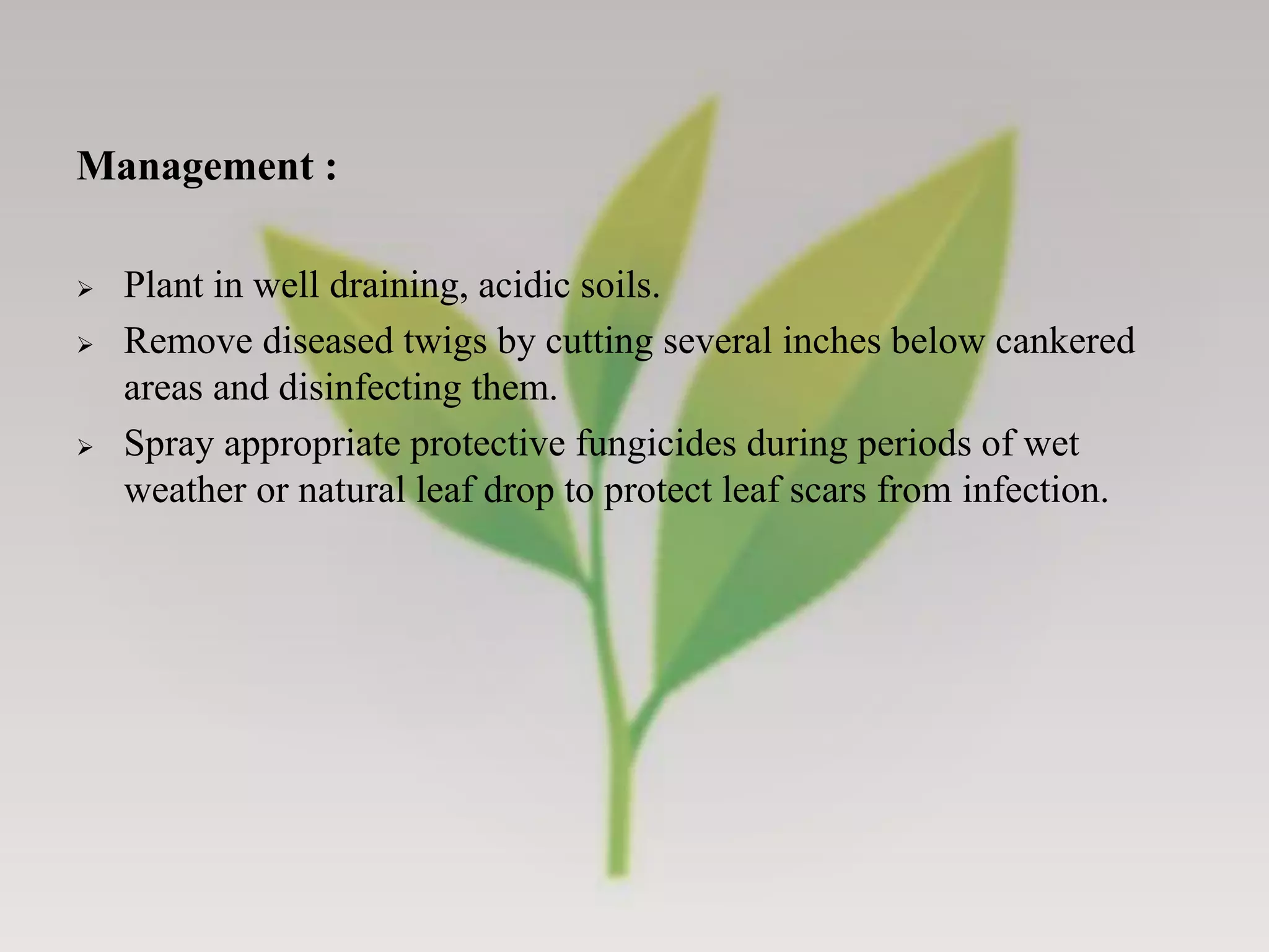 Tea Pathogens Diseases of Tea - Symptoms, Pathogenic characters and their Management ...