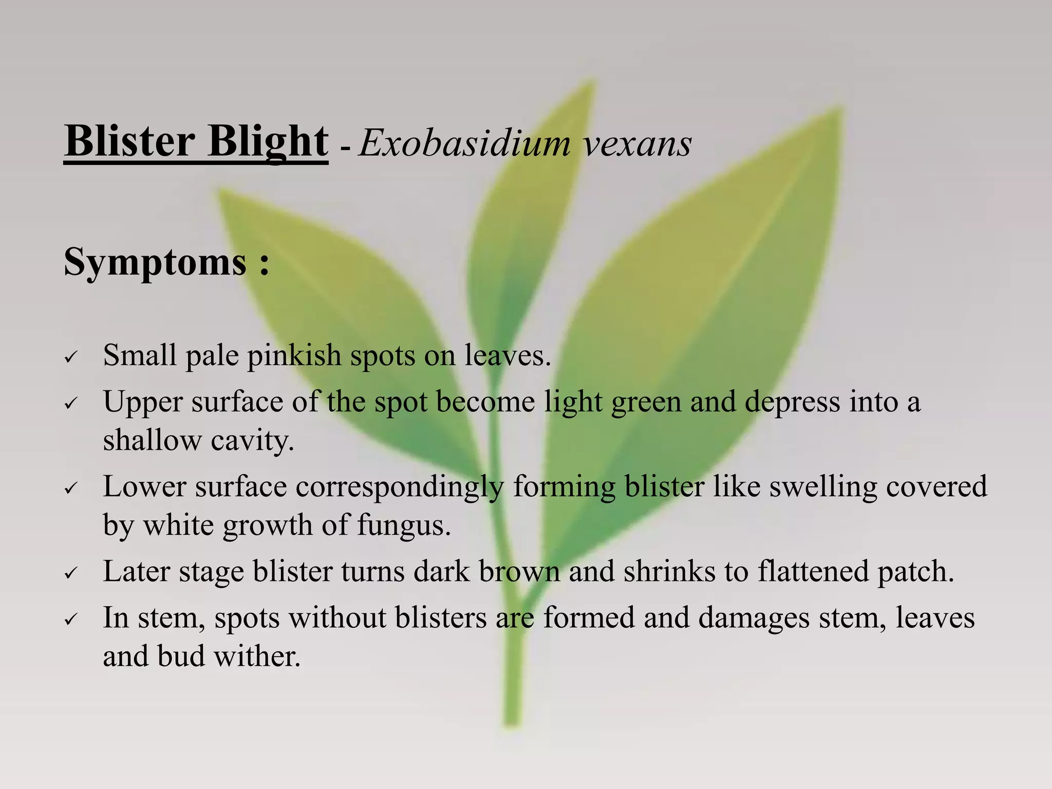 Diseases of Tea - Symptoms, Pathogenic characters and their Management ...