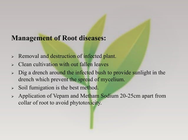 Diseases of Tea - Symptoms, Pathogenic characters and their Management ...
