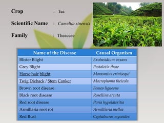 Tea Pathogens Diseases of Tea - Symptoms, Pathogenic characters and their Management ...