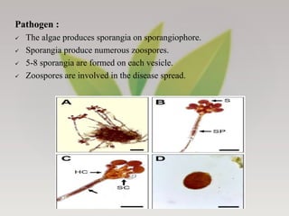 Tea Pathogens Diseases of Tea - Symptoms, Pathogenic characters and their Management ...