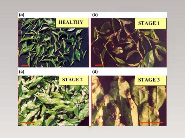 Diseases of Tea - Symptoms, Pathogenic characters and their Management ...