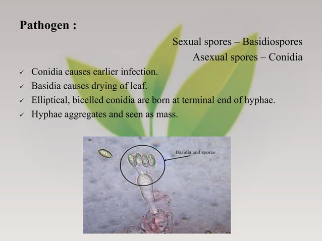Tea Pathogens Diseases of Tea - Symptoms, Pathogenic characters and their Management ...