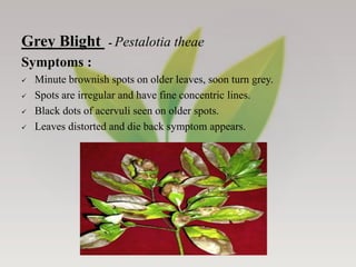 Diseases of Tea - Symptoms, Pathogenic characters and their Management ...
