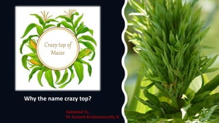 Why the name crazy top?
Submitted To,
Dr. Kamesh Krishanamoorthy K
 