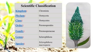 Scientific Classification
Kingdom: Chromista
Phylum: Oomycota
Class: Oomycetes
Order: Peronosporales
Family: Peronosporaceae
Genus: Sclerophthora
Species:
Sclerophthora
macrospora
 