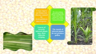 Crazy top is
an Oomycete
disease caused
by
Sclerophthora
macrospora.
The most common
characteristic of this
disease is proliferation
of the tassel where,
instead of a normal
tassel, a mass of leafy
structures develops
Leaves of
severely
infected plants
may show
chlorotic
striping.
The tassels of
infected plants
do not produce
pollen.
 