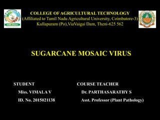 COLLEGE OF AGRICULTURAL TECHNOLOGY
(Affiliated to Tamil Nadu Agricultural University, Coimbatore-3)
Kullapuram (Po),ViaVaigai Dam, Theni-625 562
SUGARCANE MOSAIC VIRUS
STUDENT
Miss. VIMALA V
ID. No. 2015021138
COURSE TEACHER
Dr. PARTHASARATHY S
Asst. Professor (Plant Pathology)
 