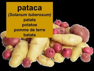 pataca
(Solanum tuberosum)
patata
potatoe
pomme de terre
batata

 