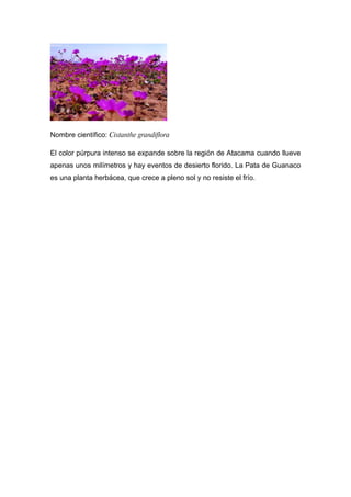 Nombre científico: Cistanthe grandiflora

El color púrpura intenso se expande sobre la región de Atacama cuando llueve
apenas unos milímetros y hay eventos de desierto florido. La Pata de Guanaco
es una planta herbácea, que crece a pleno sol y no resiste el frío.
 