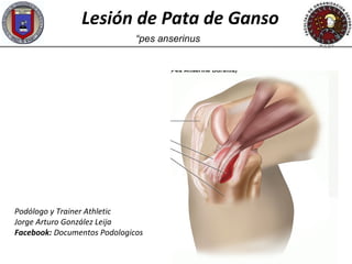 Lesión de Pata de Ganso
                              “pes anserinus




Podólogo y Trainer Athletic
Jorge Arturo González Leija
Facebook: Documentos Podologicos
 
