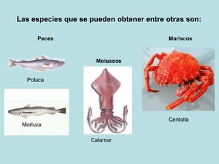 Las especies que se pueden obtener entre otras son: Peces Moluscos Mariscos Polaca Merluza Calamar Centolla 