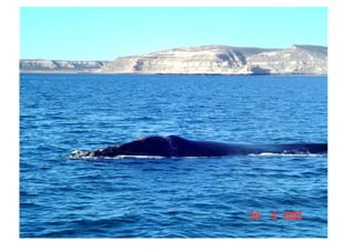 Patagonia En Camping II