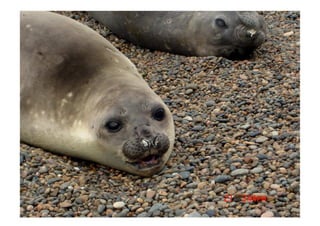 Patagonia En Camping II