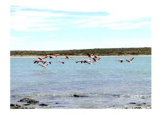 Patagonia En Camping II