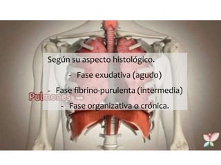 Según su aspecto histológico.
- Fase exudativa (agudo)
- Fase fibrino-purulenta (intermedia)
- Fase organizativa o crónica.
 