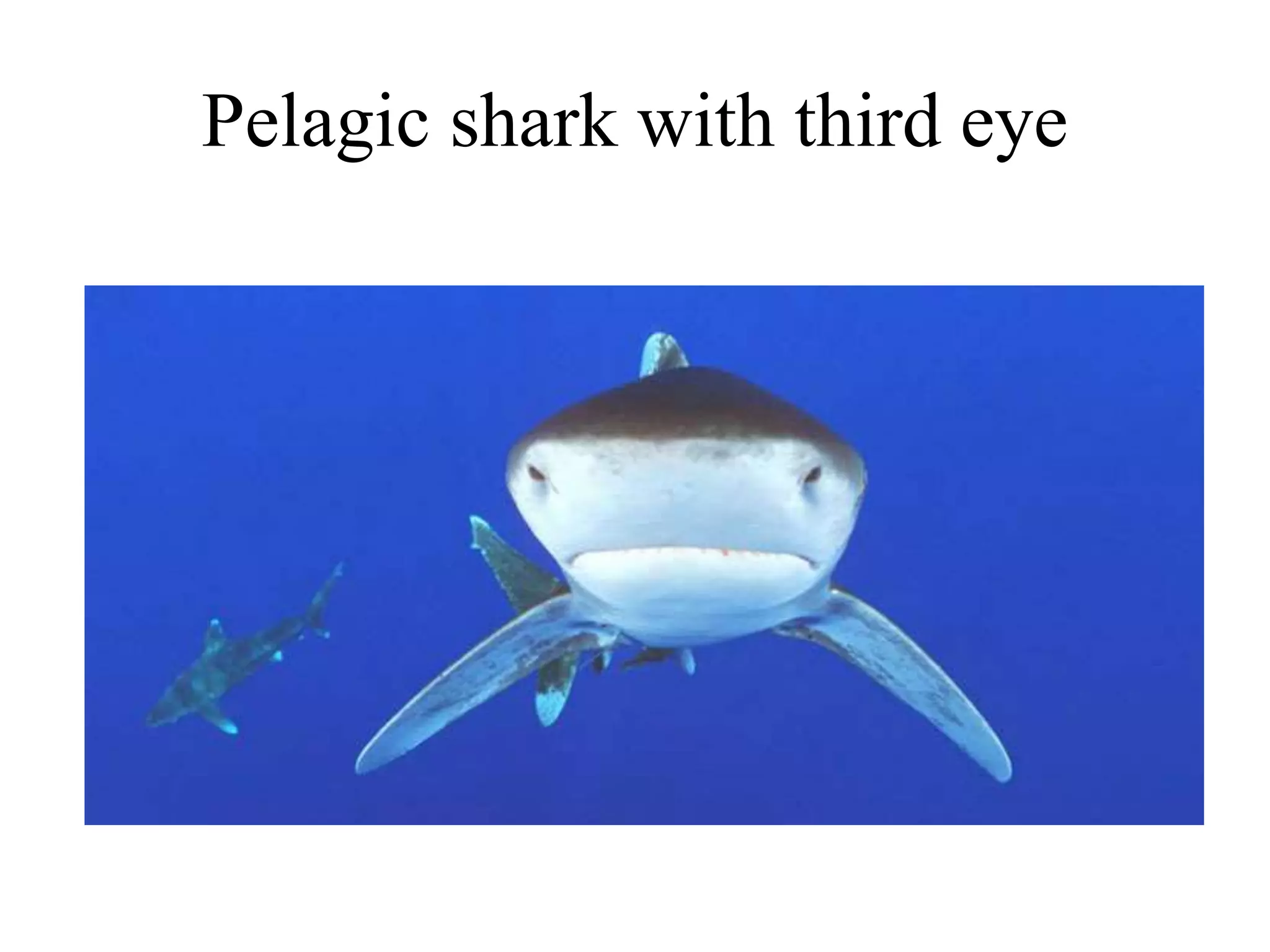 Pelagic shark with third eye
 