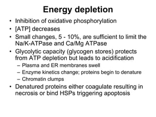 Energy depletion
• Inhibition of oxidative phosphorylation
• [ATP] decreases
• Small changes, 5 - 10%, are sufficient to limit the
Na/K-ATPase and Ca/Mg ATPase
• Glycolytic capacity (glycogen stores) protects
from ATP depletion but leads to acidification
– Plasma and ER membranes swell
– Enzyme kinetics change; proteins begin to denature
– Chromatin clumps
• Denatured proteins either coagulate resulting in
necrosis or bind HSPs triggering apoptosis
 