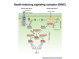 Death-inducing signaling complex (DISC)
 