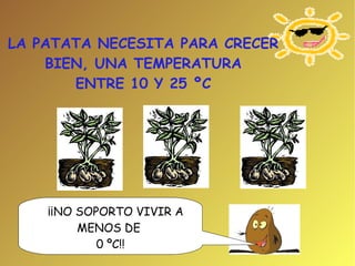 LA PATATA NECESITA PARA CRECER BIEN, UNA TEMPERATURA ENTRE 10 Y 25 ºC ¡¡NO SOPORTO VIVIR A MENOS DE  0 ºC!! 