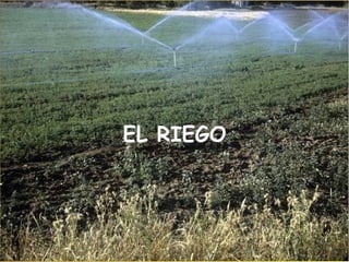 EL RIEGO 