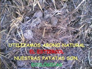 UTILIZAMOS ABONO NATURAL EL ESTIERCOL NUESTRAS PATATAS SON  ECOLÓGICAS 