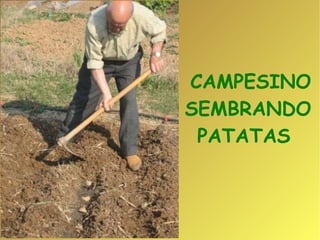 CAMPESINO SEMBRANDO PATATAS  