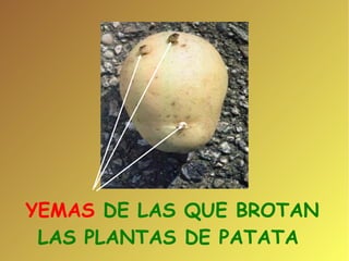 YEMAS  DE LAS QUE BROTAN  LAS PLANTAS DE PATATA  