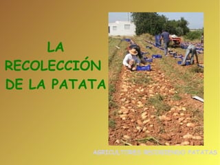 LA RECOLECCIÓN  DE LA PATATA  AGRICULTORES RECOGIENDO PATATAS 