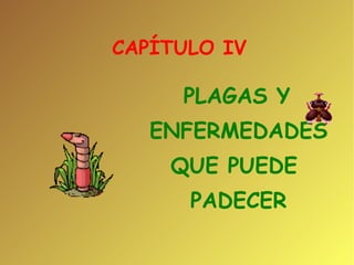 CAPÍTULO IV  PLAGAS Y  ENFERMEDADES QUE PUEDE  PADECER 